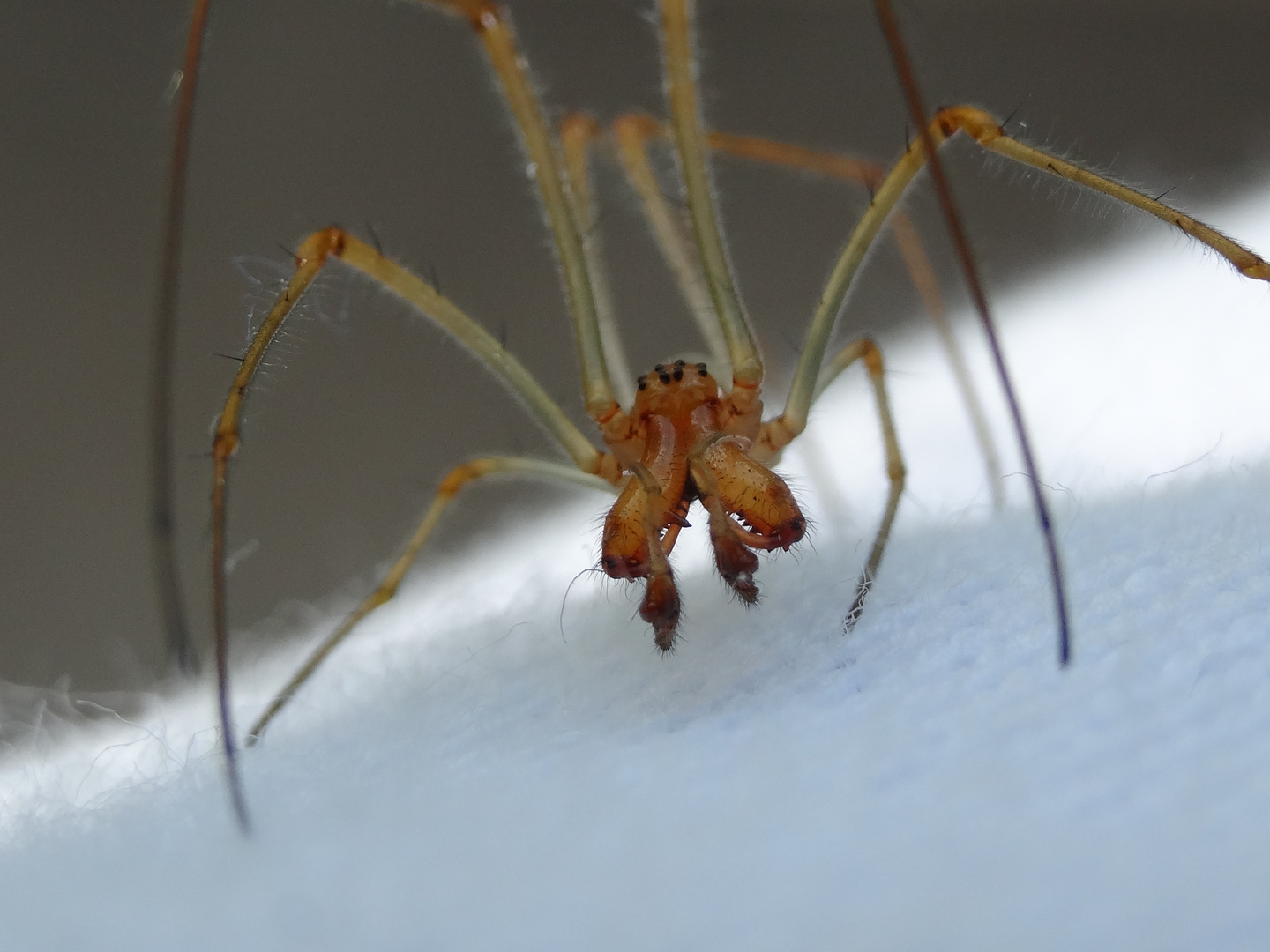 einheimische Streckerspinne