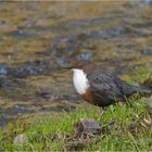 Einheimische Wasseramsel