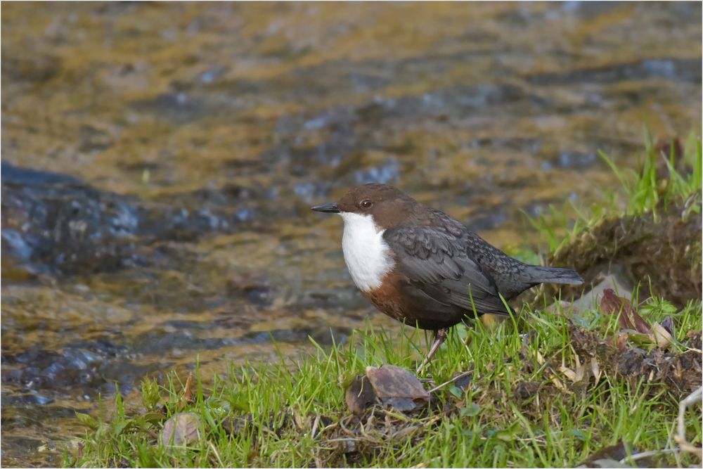 Einheimische Wasseramsel