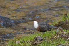 Einheimische Wasseramsel