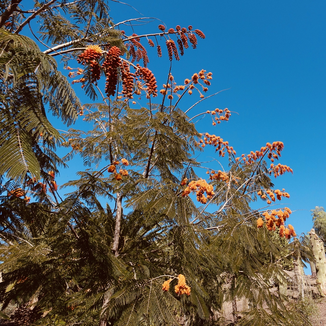 Einheimischer Baum Fuerteventura 