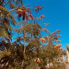 Einheimischer Baum Fuerteventura 