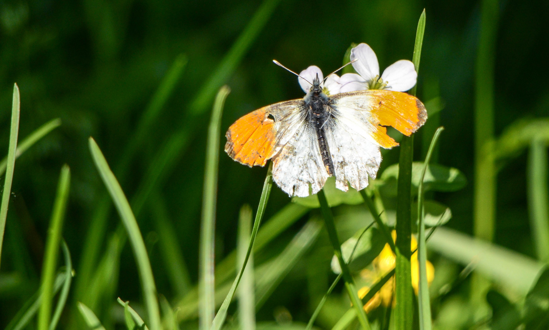 einheimischer Schmetterling ;-)