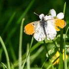 einheimischer Schmetterling ;-)