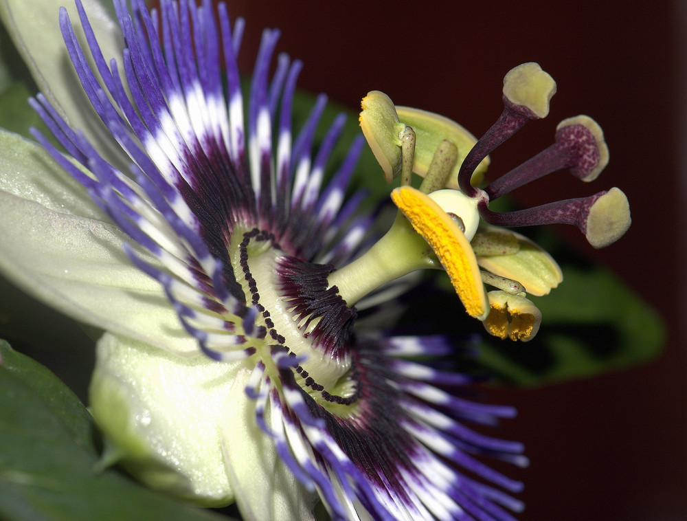 Einheitlich dunkler Hintergrund der Passionsblumenblüte