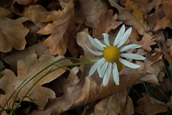 Einhellig verschieden