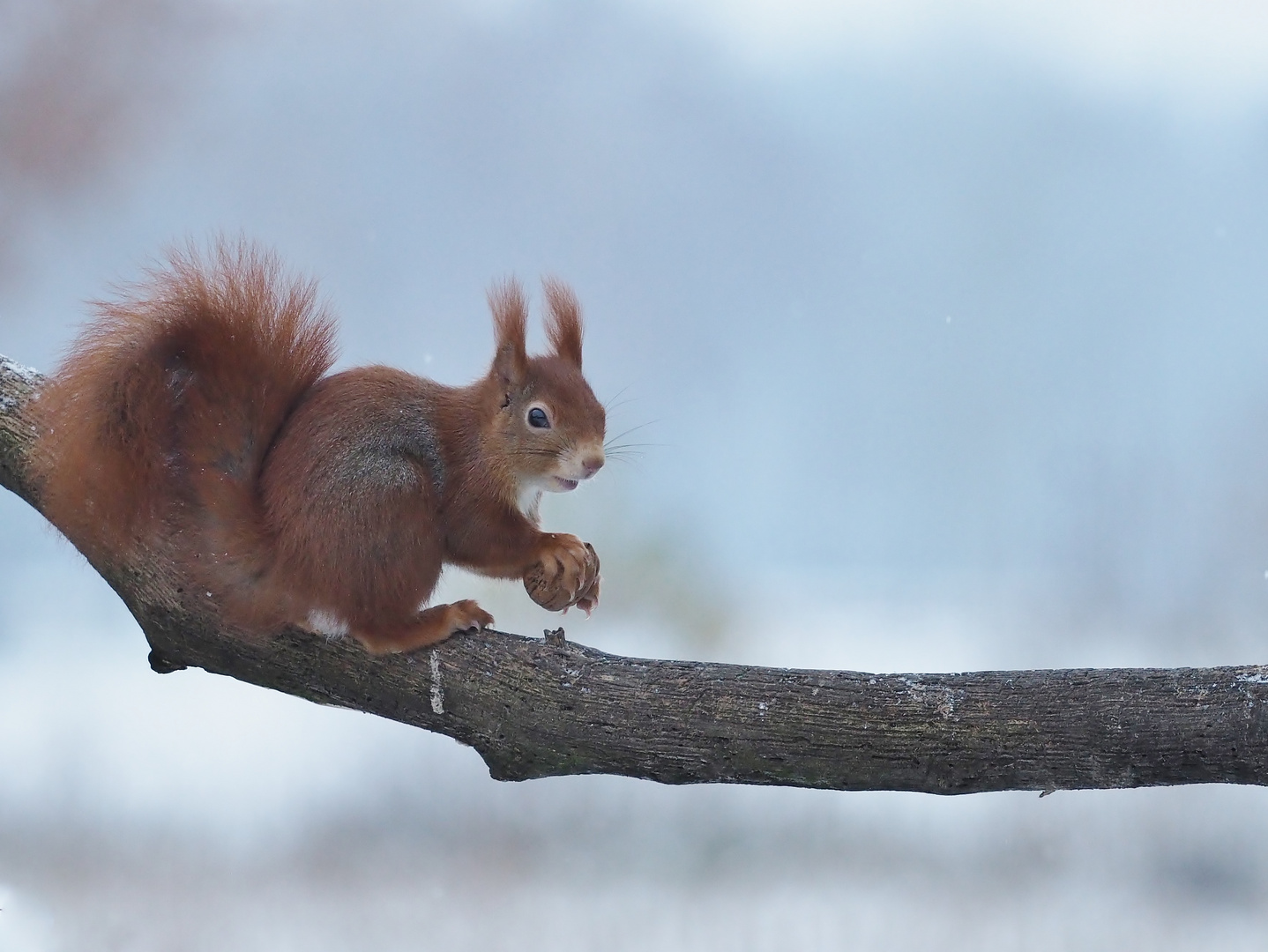 "Ein.Hörnchen"