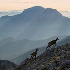 Einhörner vorm Watzmann