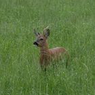 Einhörniger Rehbock