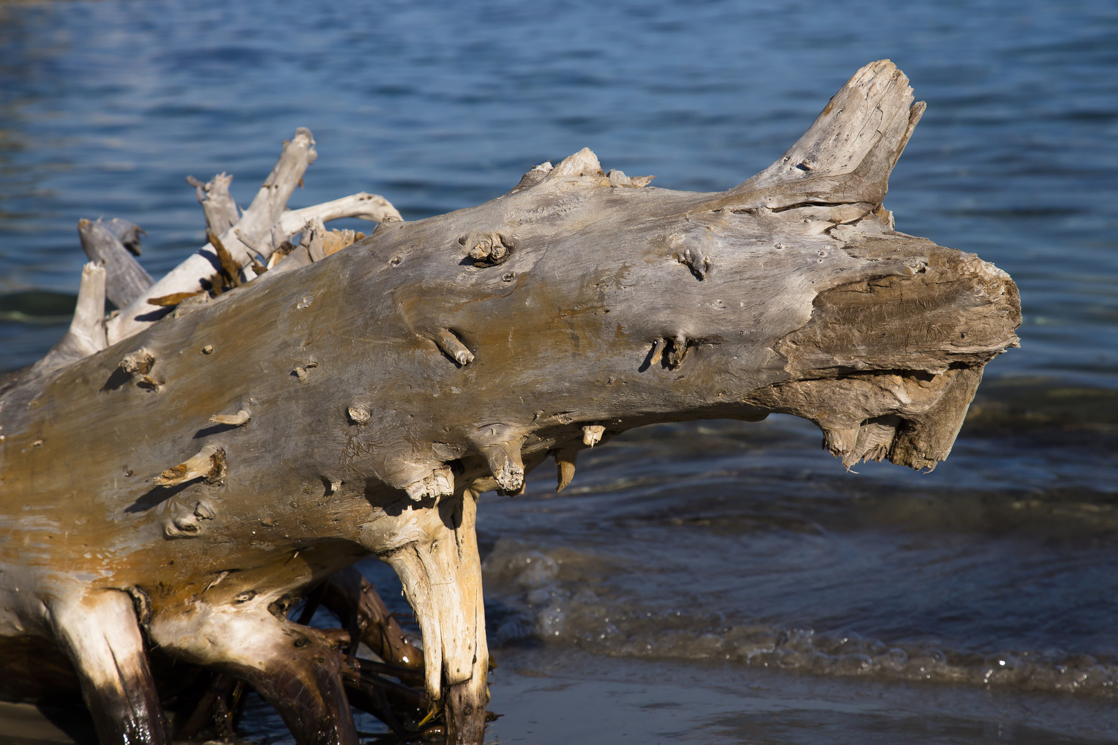 einhörniges strandmonster