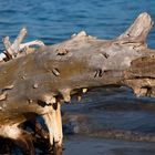 einhörniges strandmonster