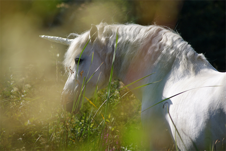 Einhorn Foto & Bild | tiere, haustiere, pferde, esel, maultiere Bilder