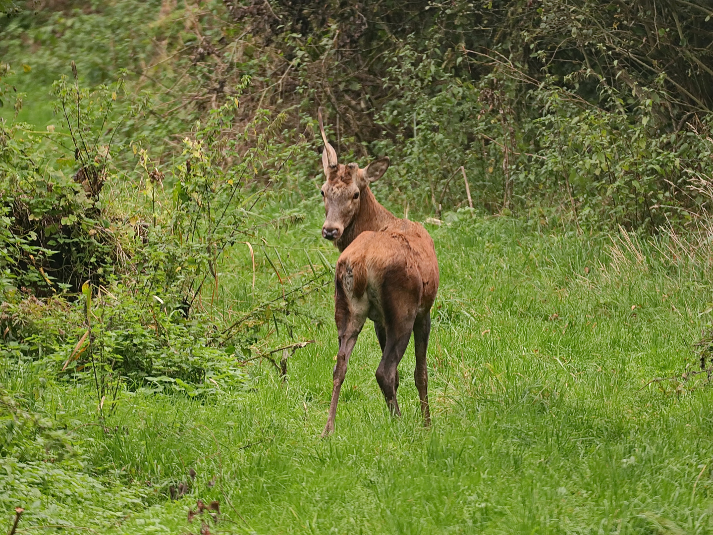 " Einhorn" Foto & Bild | tiere, wildlife, säugetiere Bilder auf
