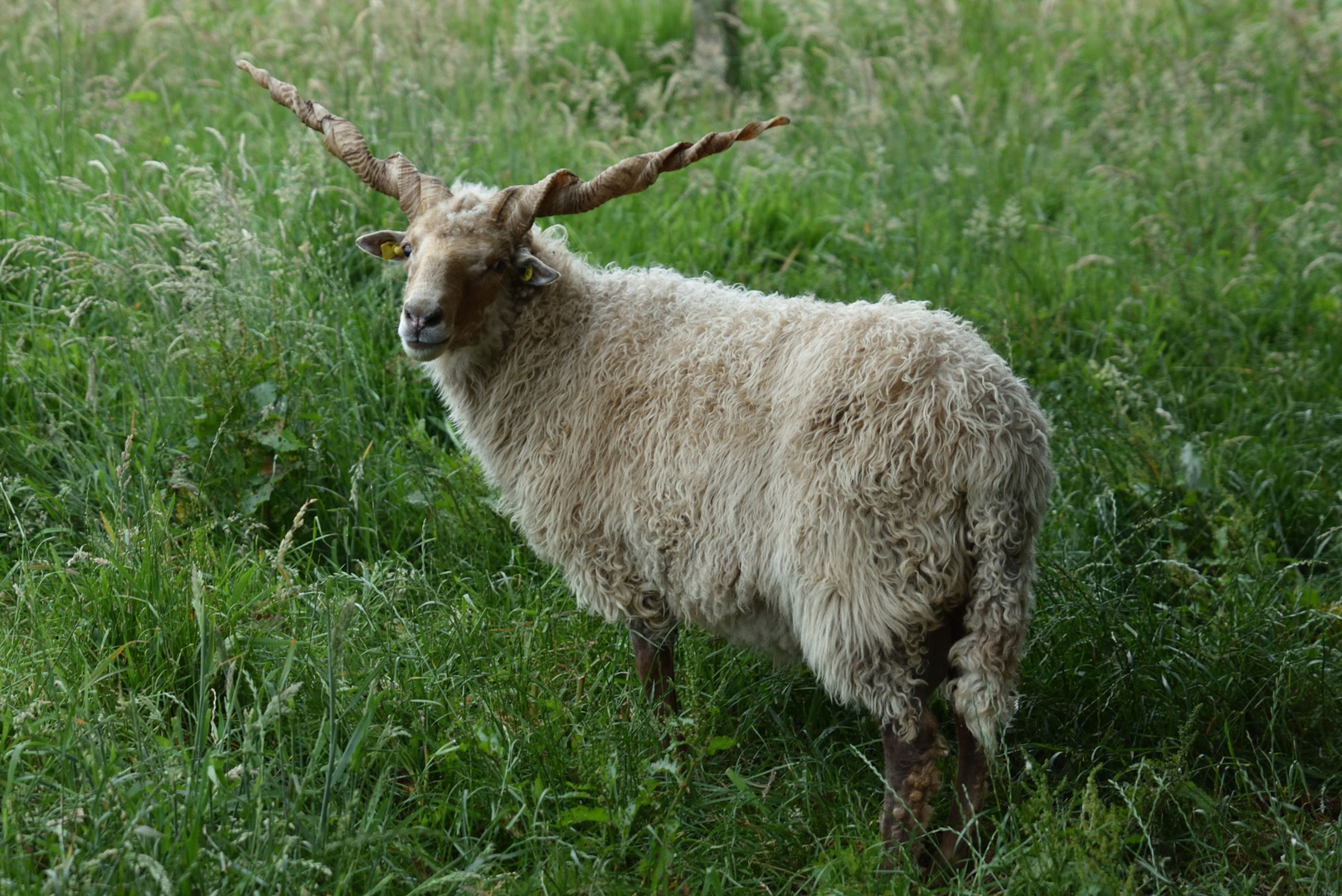 Einhorn mit genetischem Defekt? ;-)