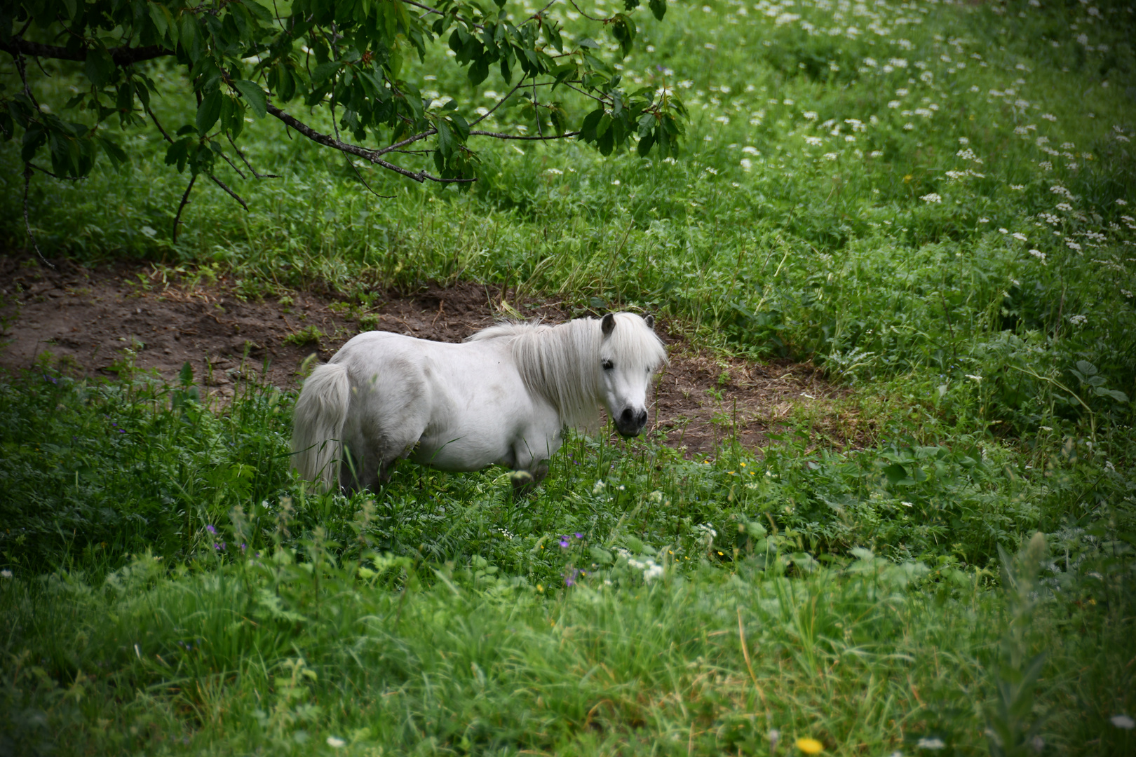 Einhorn ohne Horn