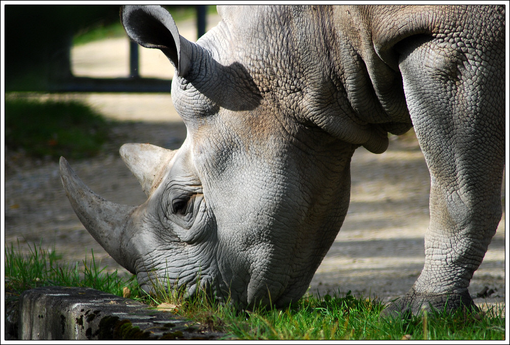 Einhorn-Zweihorn-Nashorn