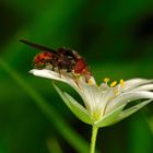 Einhornfliege auf Blüte