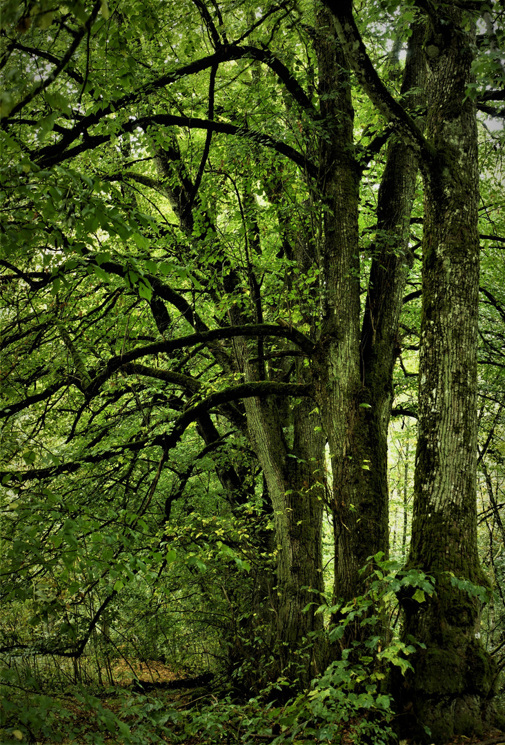 Einige altehrwürdige Buchen im Wald bei Aremberg