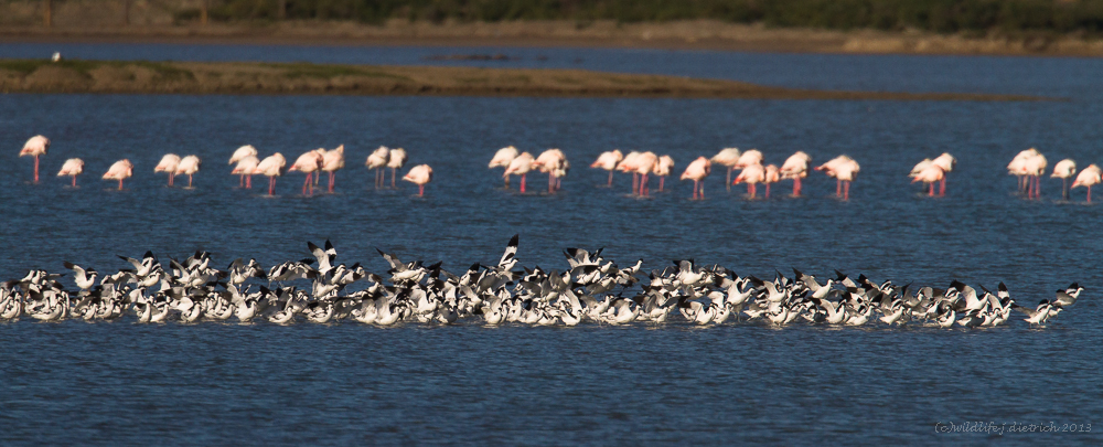 einige ausruhende Flamingos