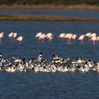 einige ausruhende Flamingos