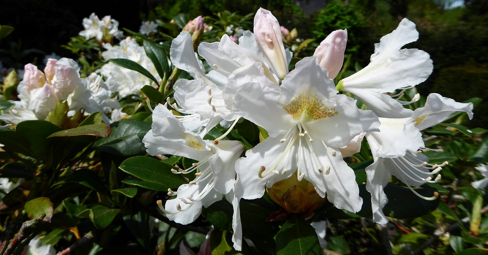 Einige Blüten