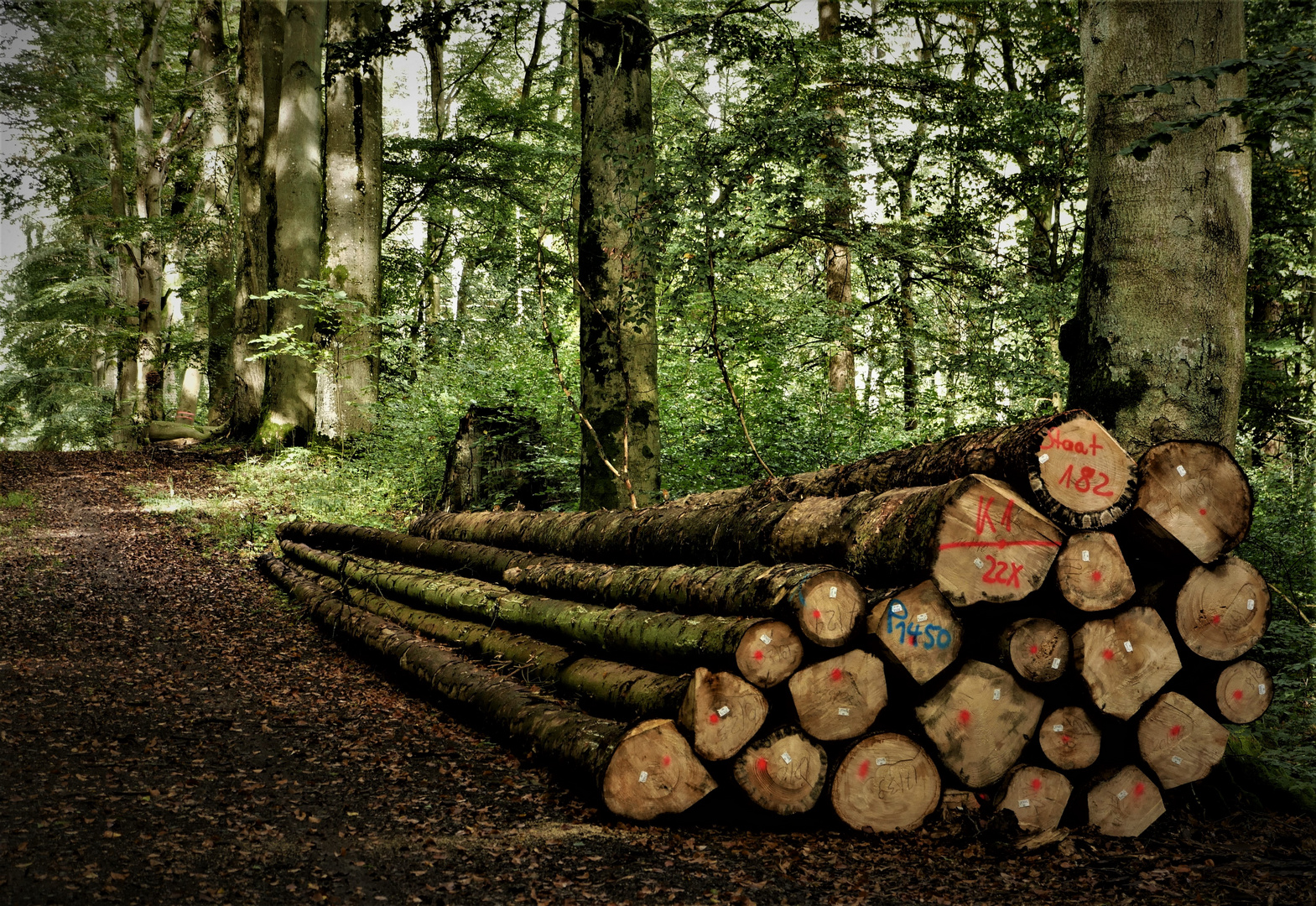 Einige Festmeter Holz am Ahrsteig nahe Aremberg