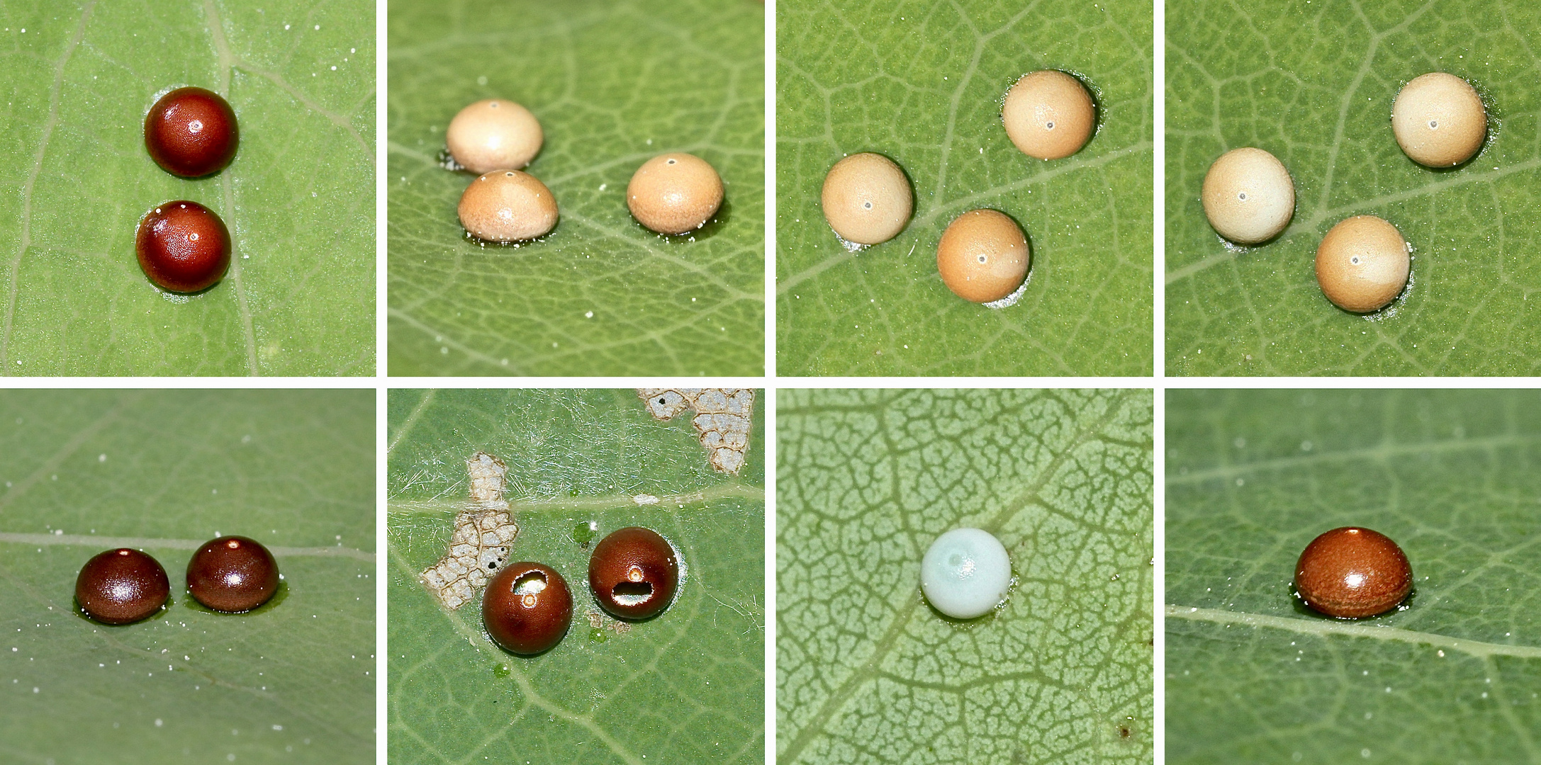 Einige Gelege des Großen Gabelschwanzes (Cerura vinula) aus diesem Jahr