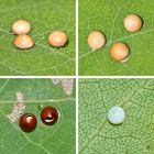 Einige Gelege des Großen Gabelschwanzes (Cerura vinula) aus diesem Jahr