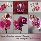 Einige meiner Orchideen