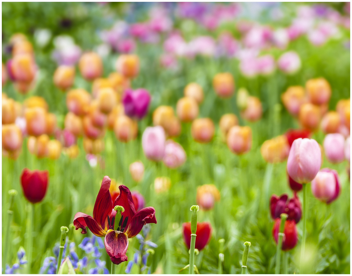 Einige schon leicht verblühte Tulpen