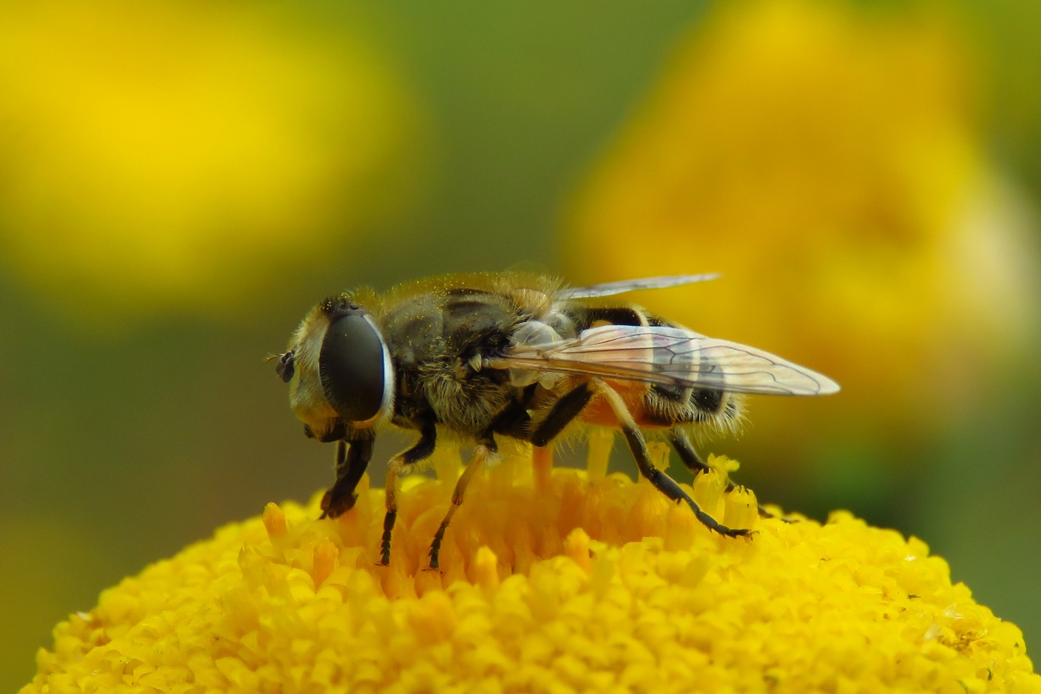 Einige Schwebfliegen