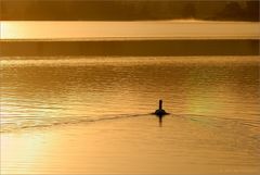 Einige schwimmen im Gold...