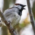 Einige Vögel singen, andere schimpfen lieber...