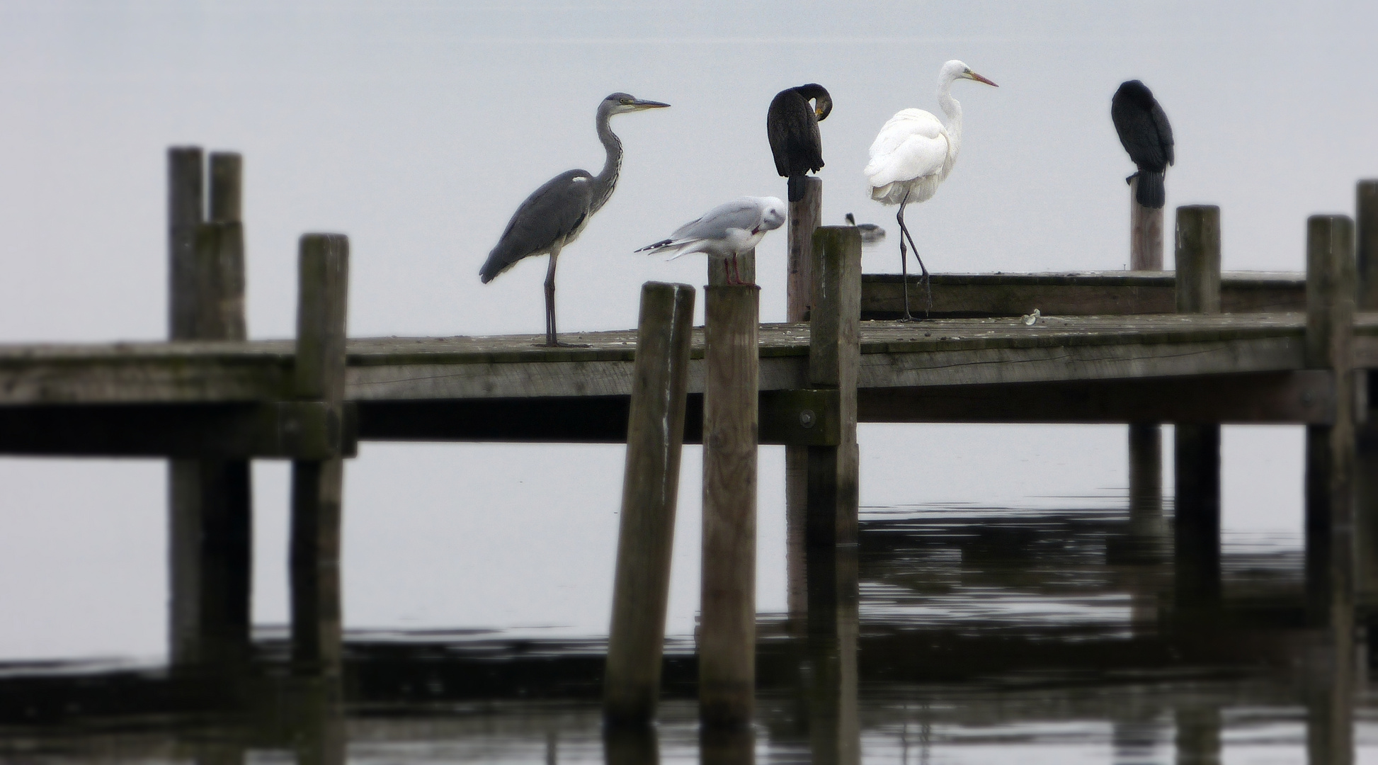 Einige Vögel vom Steinhuder Meer