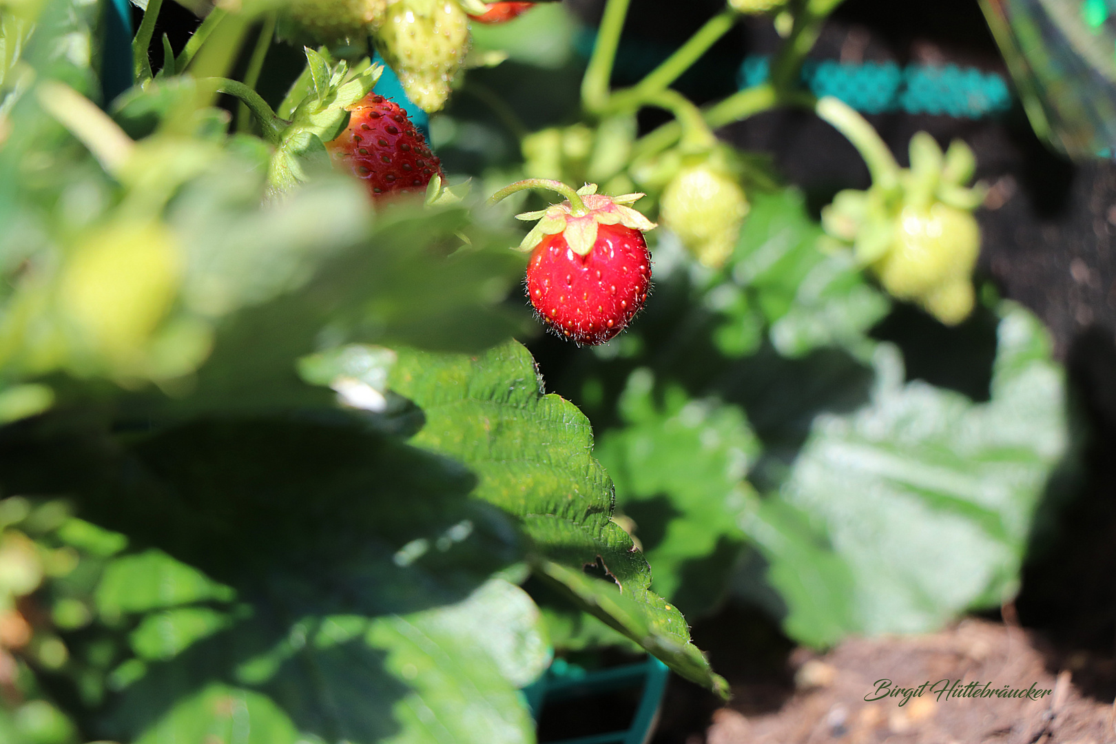 einige wenige Erdbeeren sind noch vorhanden