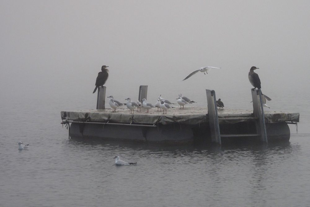 einigkeit Foto & Bild natur, motive Bilder auf