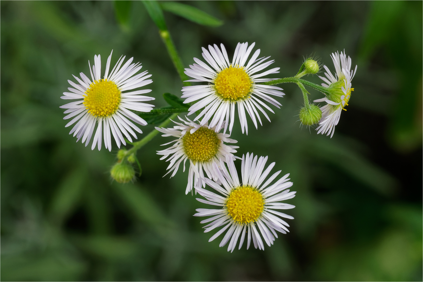 Einjährige Feinstrahl - Berufskrautblüten .....