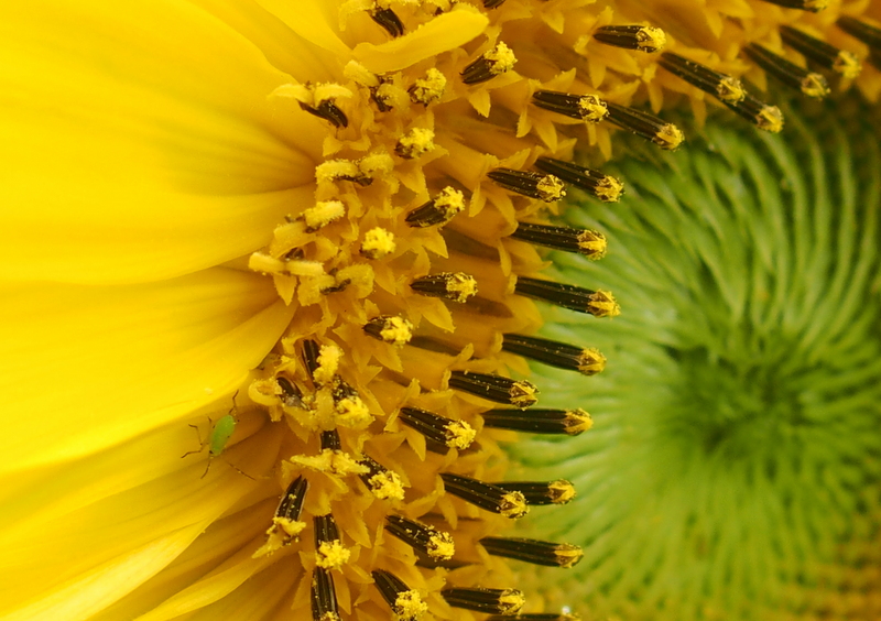 Einjährige Sonnenblume 'Helianthus annuus'