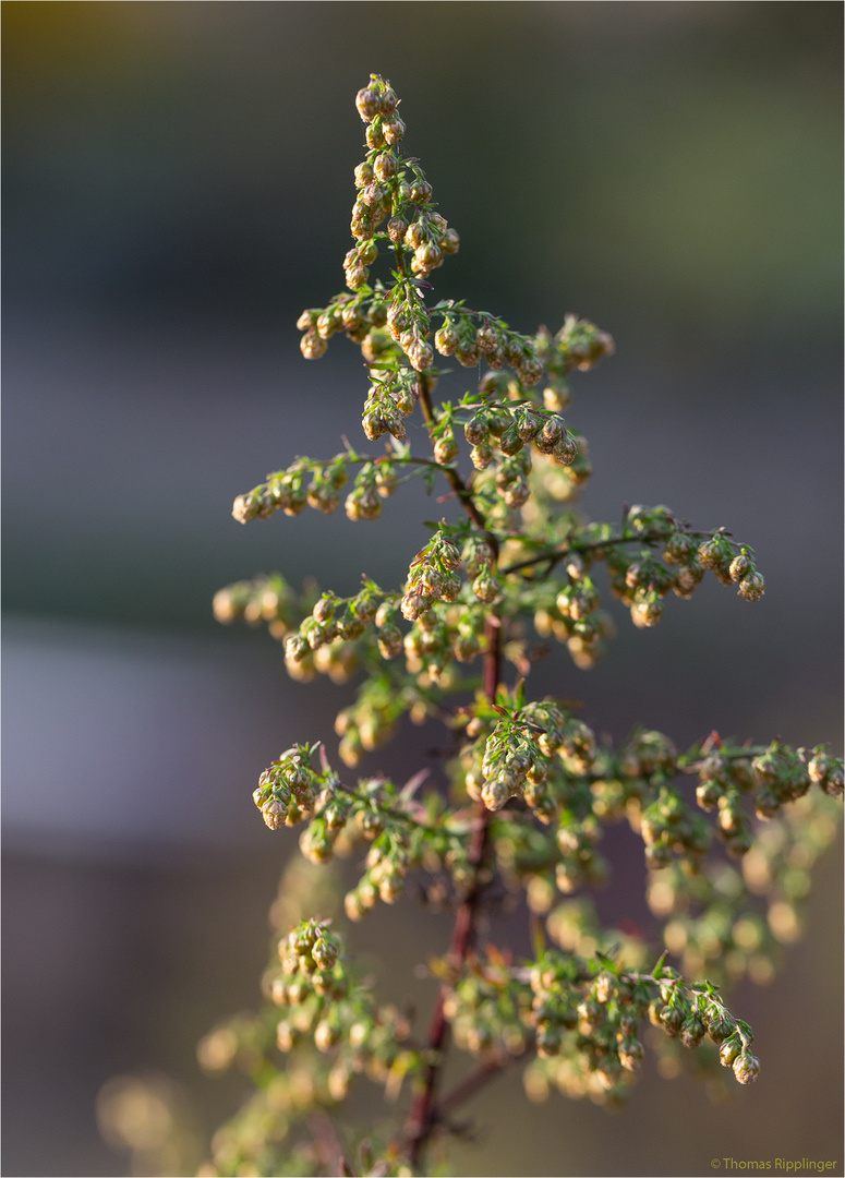 Einjähriger Beifuß (Artemisia annua)