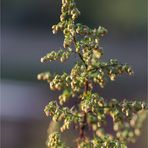 Einjähriger Beifuß (Artemisia annua)