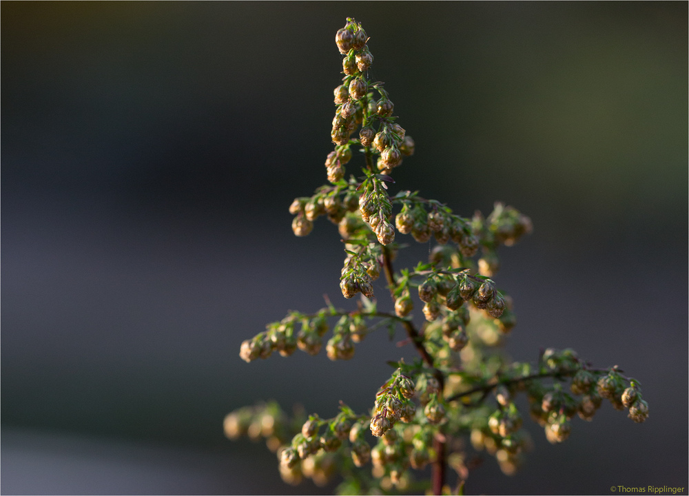 Einjähriger Beifuß (Artemisia annua).