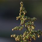 Einjähriger Beifuß (Artemisia annua).