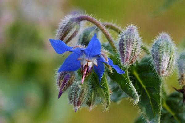 Einjähriger Borretsch