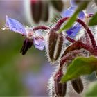 Einjähriger Borretsch (Borago officinalis)...