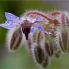 Einjähriger Borretsch (Borago officinalis).....