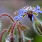 Einjähriger Borretsch (Borago officinalis)