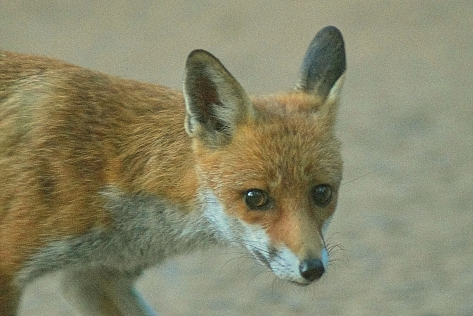 Einjähriger Rotfuchs