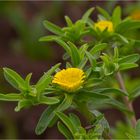 Einjähriger Strandstern (Asteriscus aquaticus)...