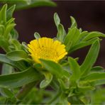 Einjähriger Strandstern (Asteriscus aquaticus)