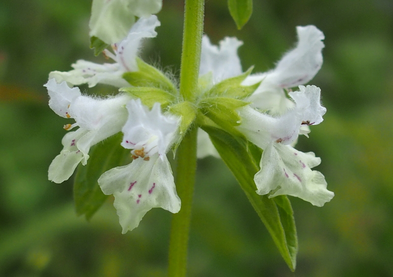 Einjähriger Ziest 'Stachys annua'